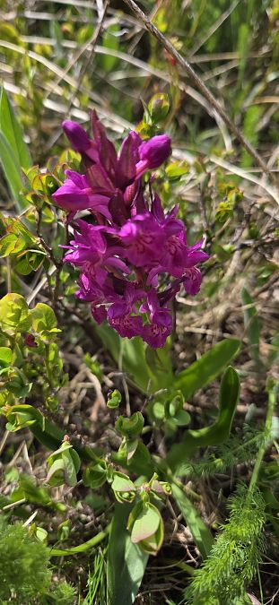 Dactylorhiza sambucina f. rubra  - Jean Bastianelli