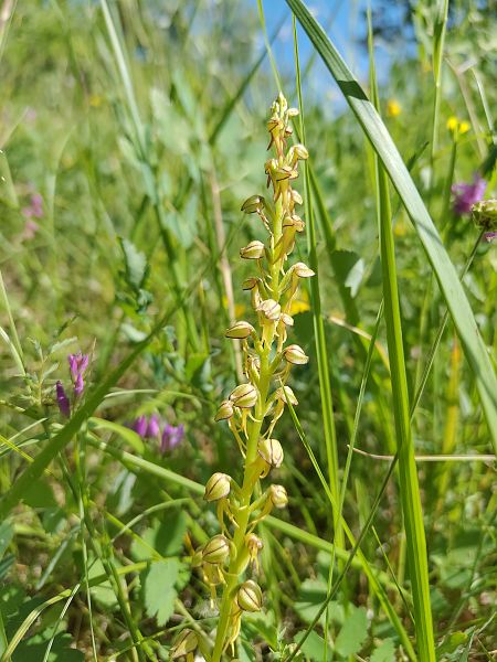 Orchis anthropophora  - Nicola Larroux