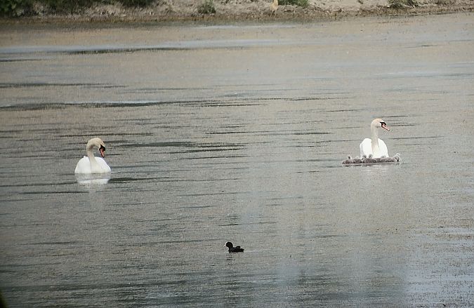 Cigno reale  - Marco Cortemiglia
