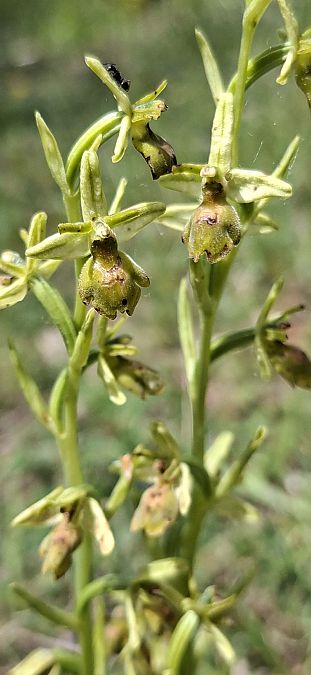 Ophrys aymoninii 