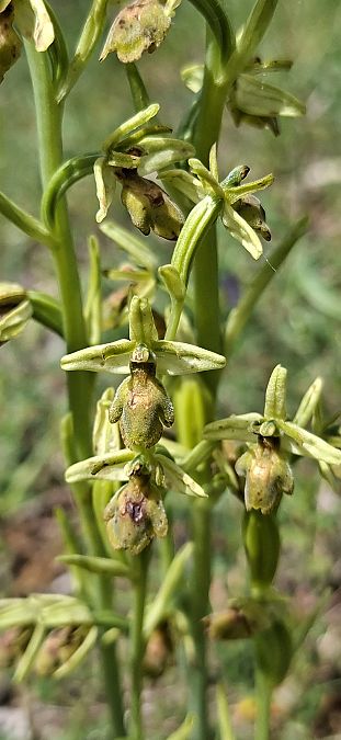 Ophrys aymoninii 