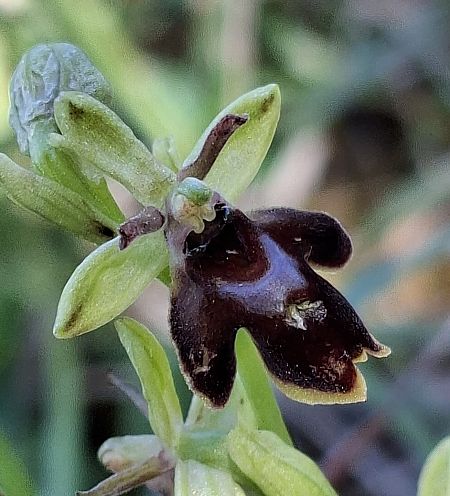 Ophrys aymoninii 