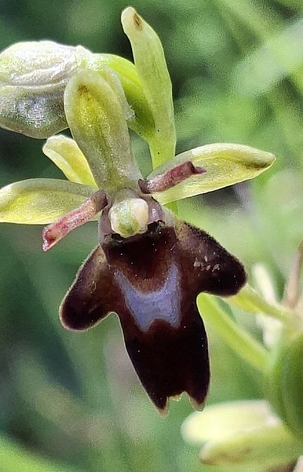 Ophrys aymoninii 