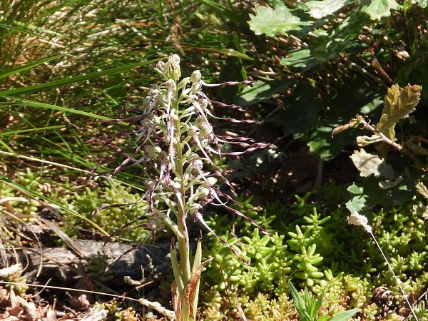 Himantoglossum hircinum  - Marie-Laure Miège