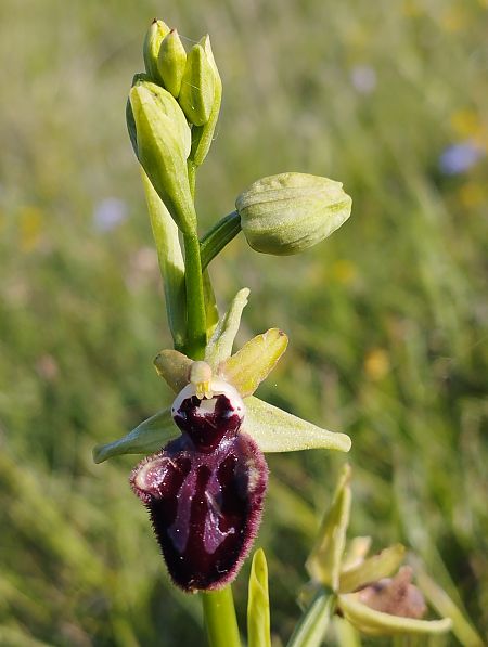 Ophrys incubacea  - Gérard Joseph