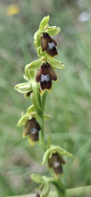 Ophrys aymoninii 