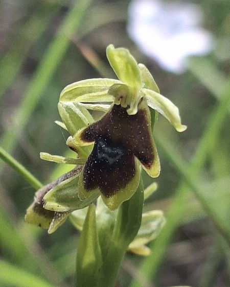 Ophrys aymoninii 