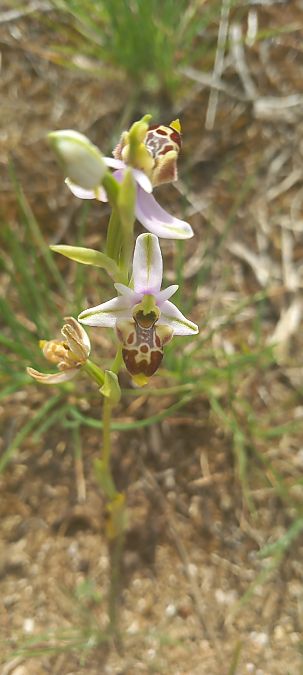 Ophrys vetula  - Gerard Chassan