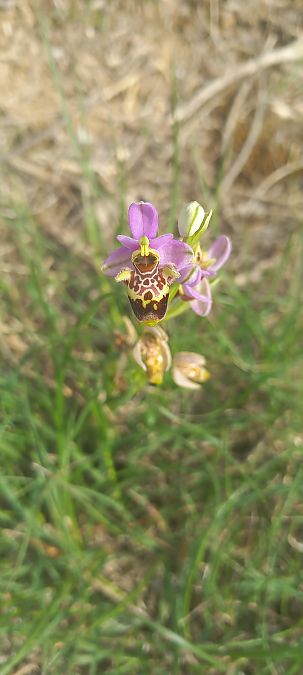 Ophrys vetula  - Gerard Chassan