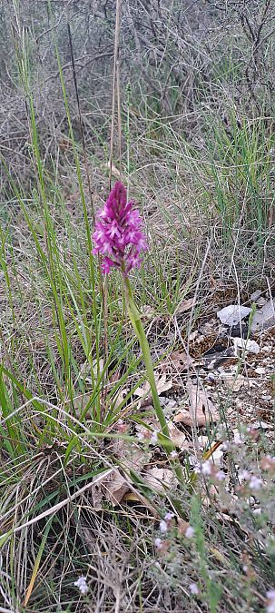 Anacamptis pyramidalis  - Marc et M-Joëlle Silvestre