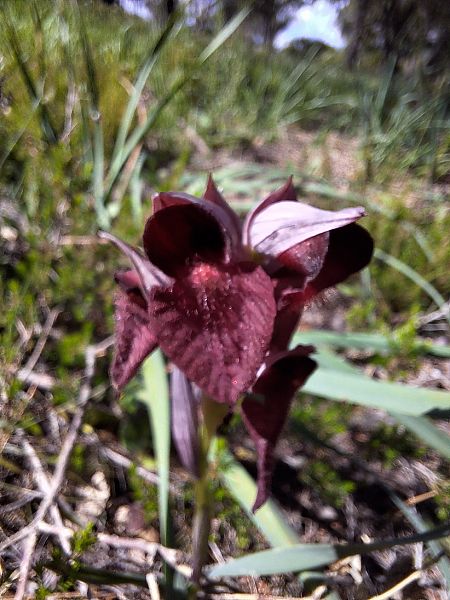 Serapias cordigera  - Benjamin Kabouche