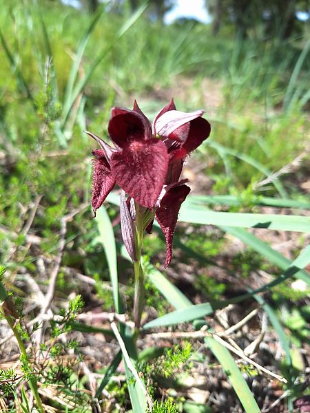 Serapias cordigera  - Benjamin Kabouche