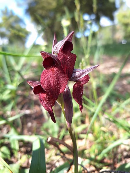 Serapias cordigera  - Benjamin Kabouche