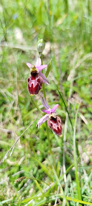 Ophrys drumana  - Reynald Foucher