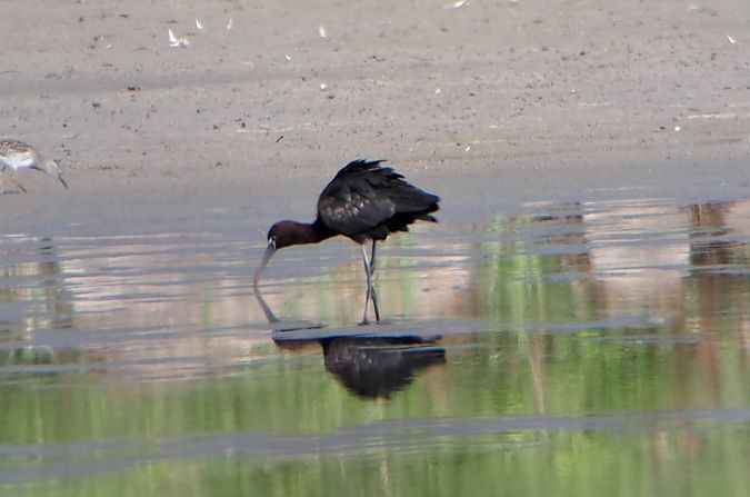 Ibis falcinelle  - Richard Katzinger