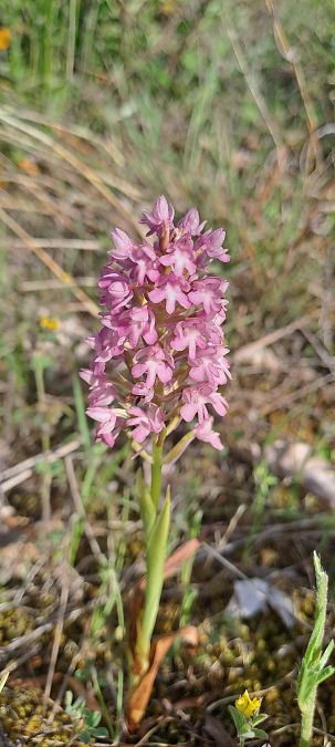 Anacamptis pyramidalis  - Marc et M-Joëlle Silvestre