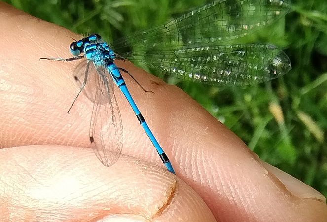 Coenagrion puella  - Battisti Andrea