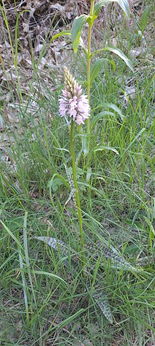 Dactylorhiza fuchsii  - Marc et M-Joëlle Silvestre
