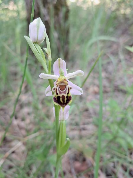 Ophrys apifera var. botteronii  - Laurent Mazet