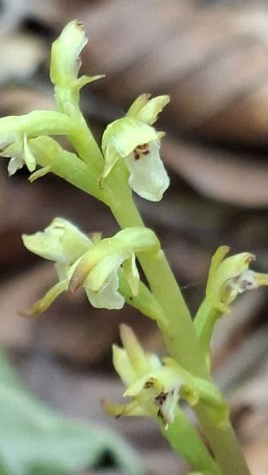 Corallorhiza trifida 