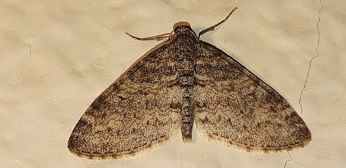 Lobophora halterata  - Michele Cento