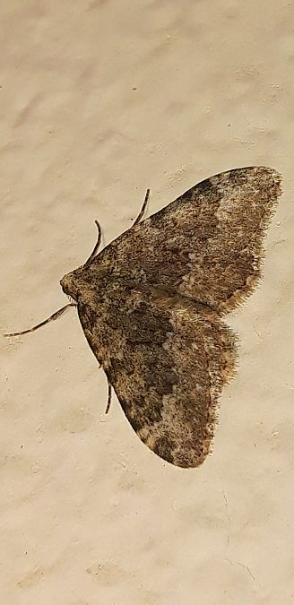 Coenotephria ablutaria  - Michele Cento