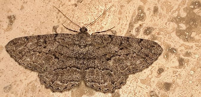 Peribatodes rhomboidaria  - Michele Cento