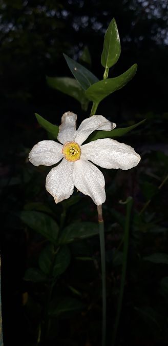 Narcissus poeticus  - Michele Cento