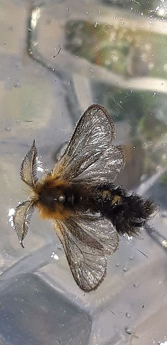Ptilocephala sp.  - Michele Cento