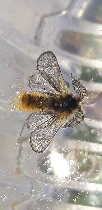 Ptilocephala sp.  - Michele Cento