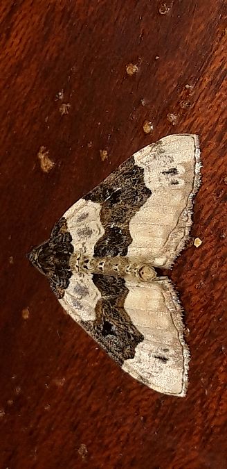 Cosmorhoe ocellata  - Michele Cento