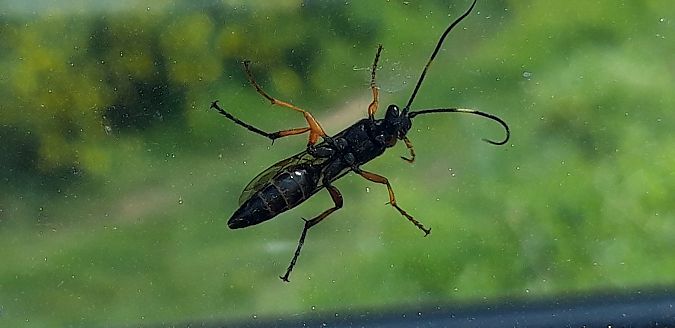 Diphyus quadripunctorius  - Michele Cento