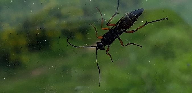 Diphyus quadripunctorius  - Michele Cento