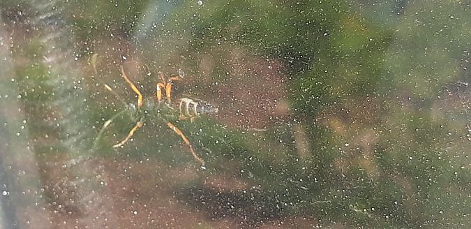 Diphyus quadripunctorius  - Michele Cento