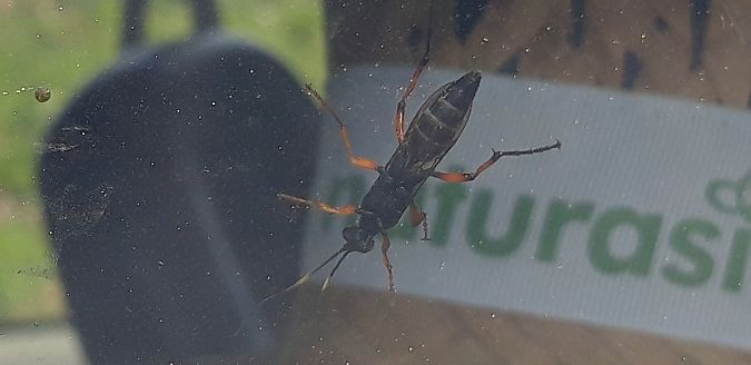 Diphyus quadripunctorius  - Michele Cento