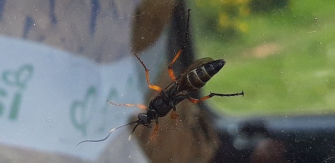 Diphyus quadripunctorius  - Michele Cento