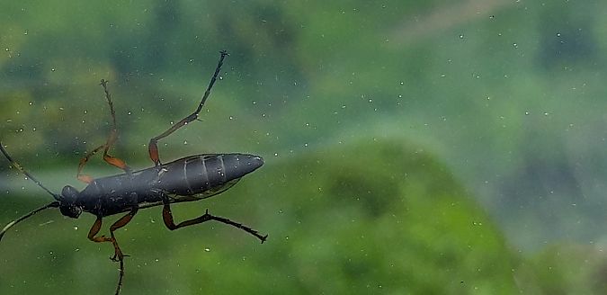 Diphyus quadripunctorius  - Michele Cento