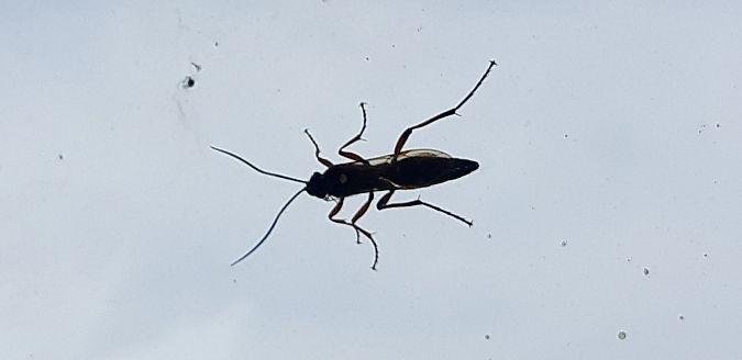 Diphyus quadripunctorius  - Michele Cento