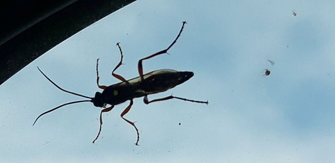 Diphyus quadripunctorius  - Michele Cento