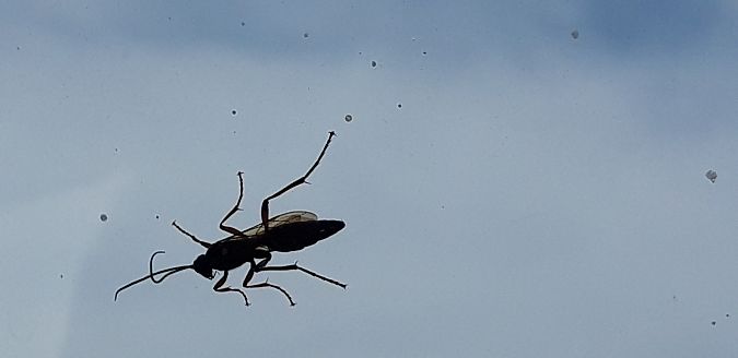 Diphyus quadripunctorius  - Michele Cento