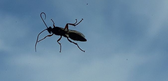 Diphyus quadripunctorius  - Michele Cento