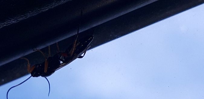 Diphyus quadripunctorius  - Michele Cento