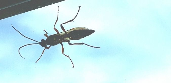 Diphyus quadripunctorius  - Michele Cento