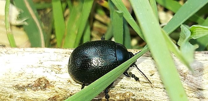 Chrysolina haemoptera  - Michele Cento