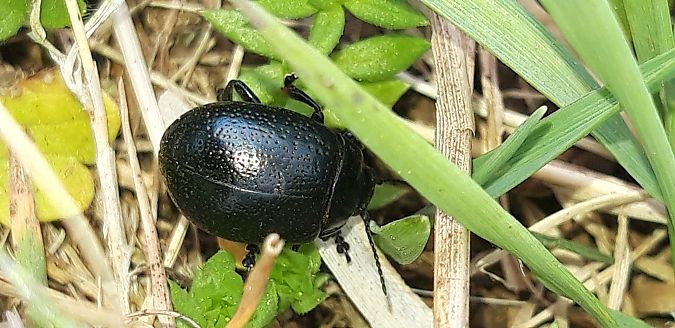 Chrysolina haemoptera  - Michele Cento