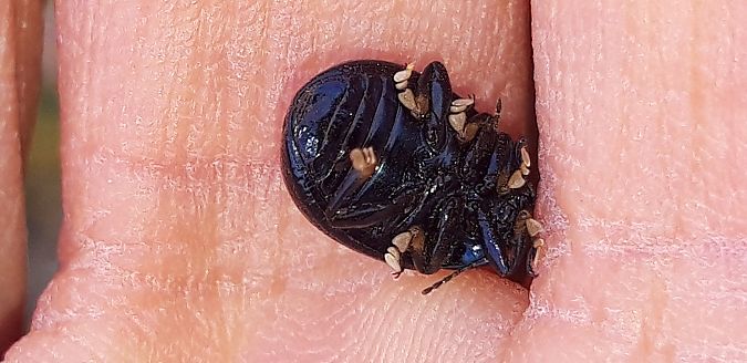 Chrysolina haemoptera  - Michele Cento