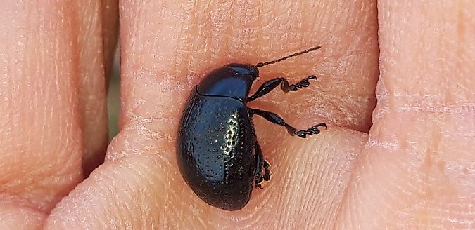 Chrysolina haemoptera  - Michele Cento