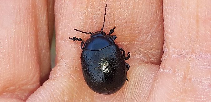 Chrysolina haemoptera  - Michele Cento