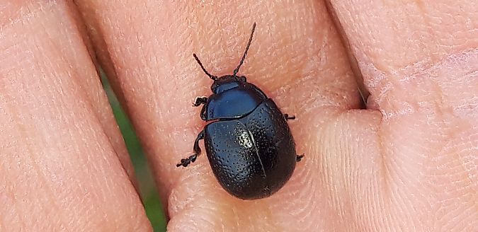 Chrysolina haemoptera  - Michele Cento