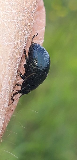Chrysolina haemoptera  - Michele Cento